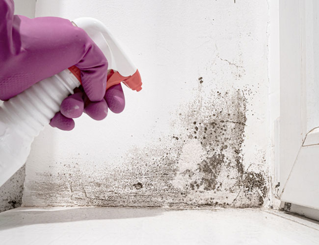 Mold And Mildew Removal Services Dandenong