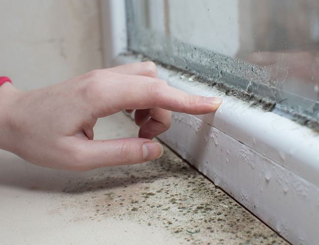 Mold And Mildew Removal Services Rowville